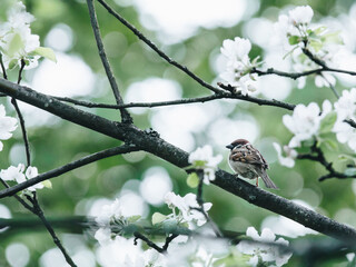 为什么有人愿意花20万买红旗HS5？